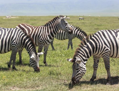 3 nights, 4 days Safari to  Manyara & Ngorongoro
