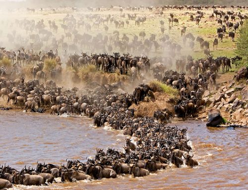GREAT MIGRATION-RIVER CROSS